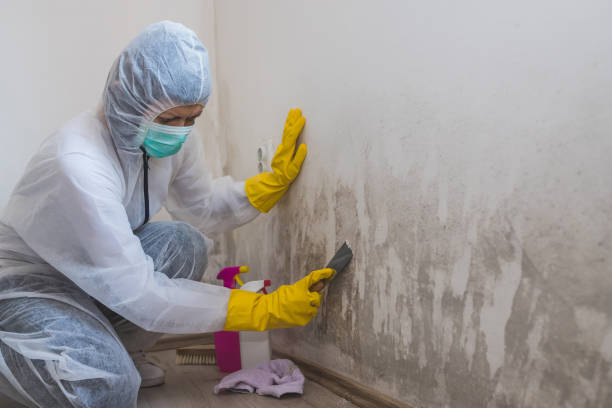 Best Certified Mold Removal  in Ukiah, CA