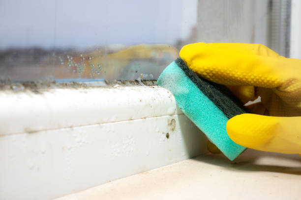 Best Mold Removal Near Me  in Ukiah, CA