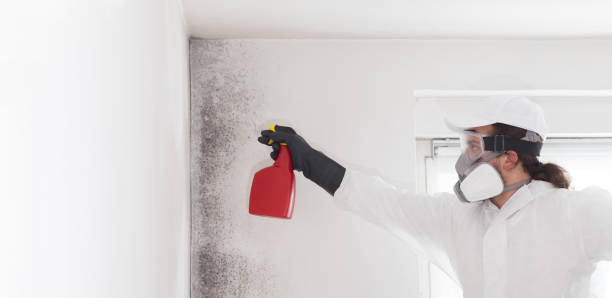 Best Mold Removal Company Near Me  in Ukiah, CA