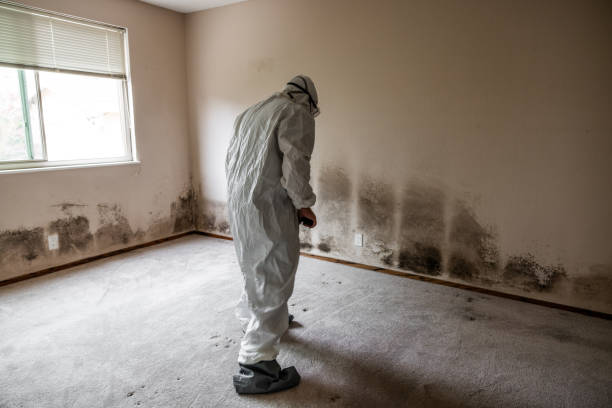 Best Mold Testing  in Ukiah, CA
