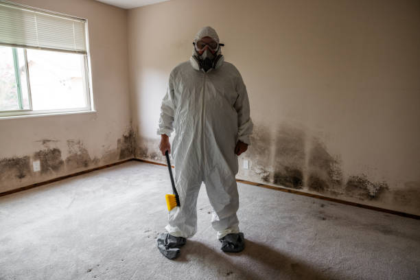 Best Mold Remediation Experts  in Ukiah, CA