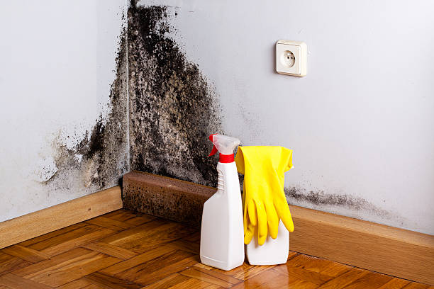 Best Professional Mold Removal  in Ukiah, CA