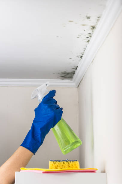 Best Office Mold Removal Services  in Ukiah, CA