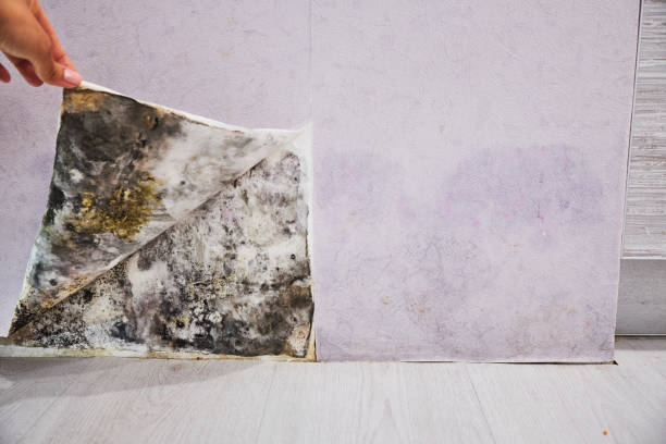 Best Fast Mold Removal  in Ukiah, CA
